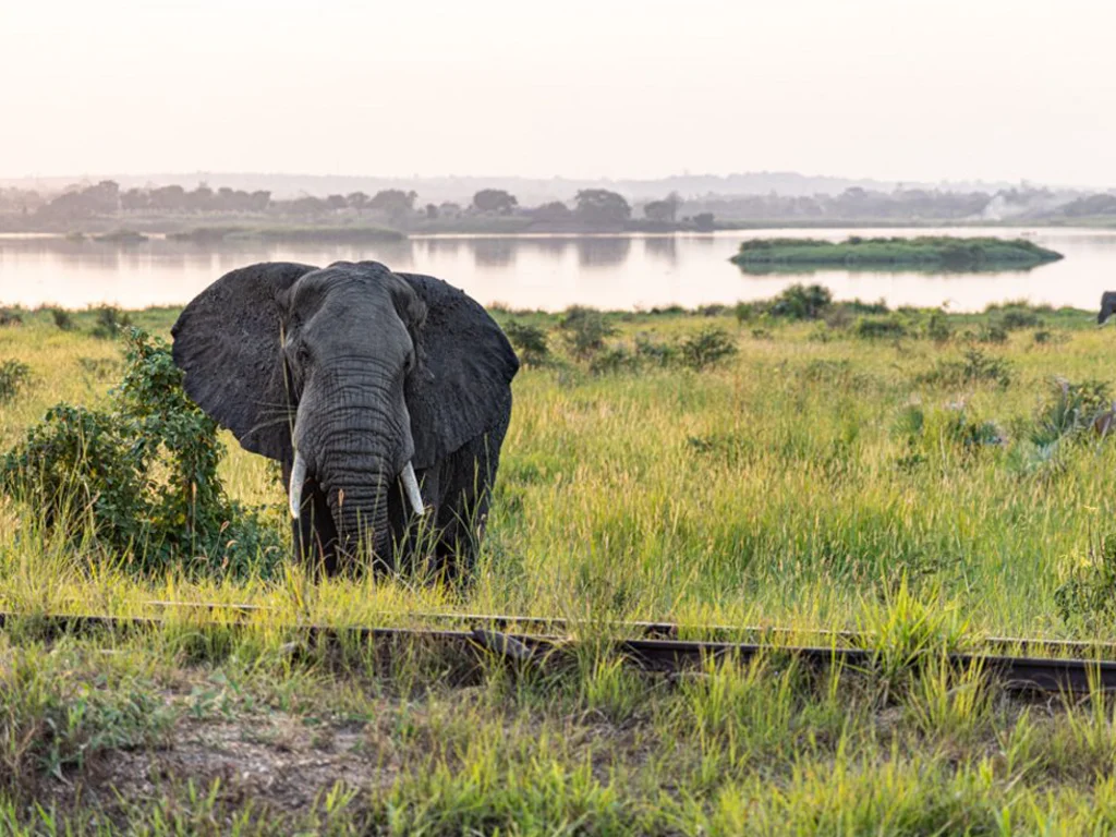 Die Murchison Falls National Park Uganda Tour